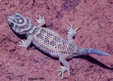 Skink - Lacerta scincus - сцинк